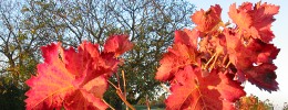 Weinlaub im Herbst