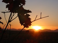 Sonnenuntergang im Weinberg